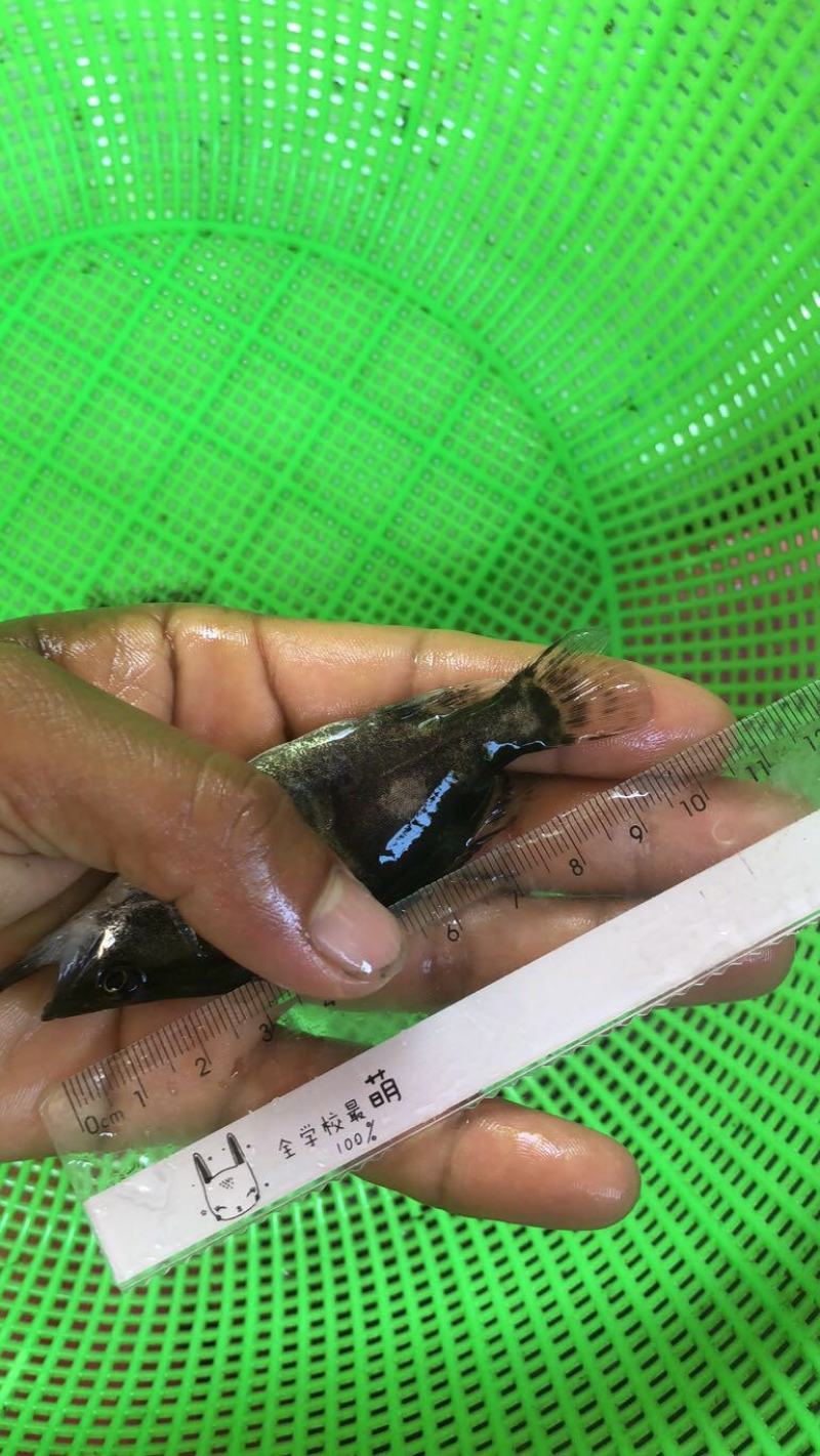 桂花鱼苗，鳜鱼苗，翘嘴桂花鱼苗，生猛快大，苗场直销
