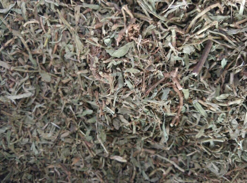 扁蓄萹蓄草地萹蓄牛鞭草111扁蓄