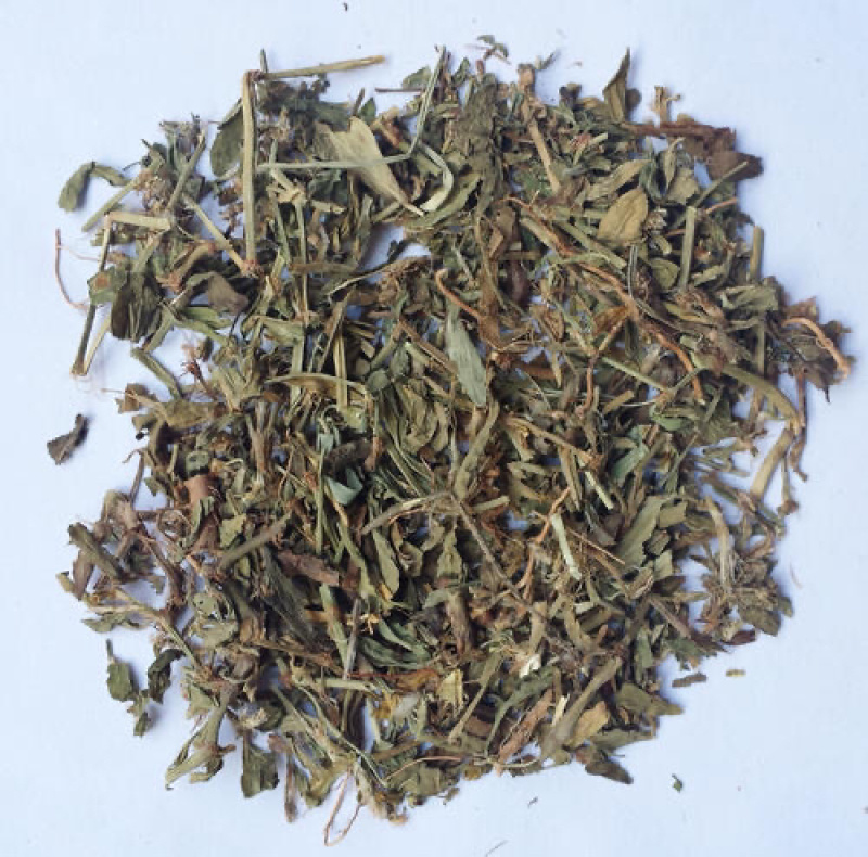 扁蓄萹蓄草地萹蓄牛鞭草111扁蓄