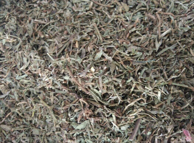 扁蓄萹蓄草地萹蓄牛鞭草111扁蓄