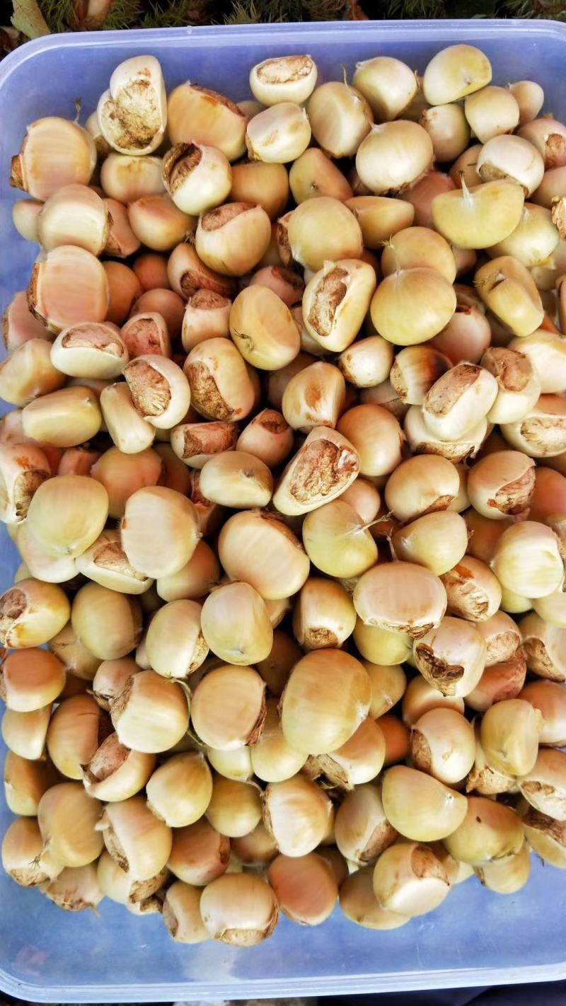金寨板栗2021年精选菜栗种特选个鲜板栗