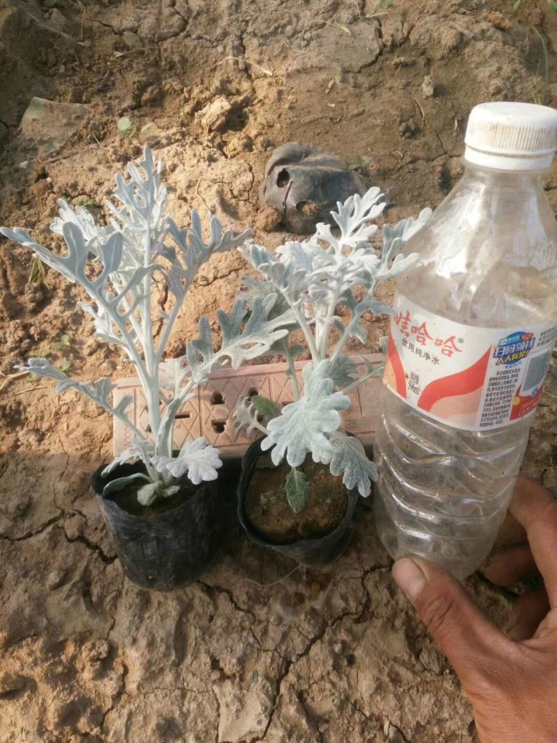 银叶菊基地直销量大从优