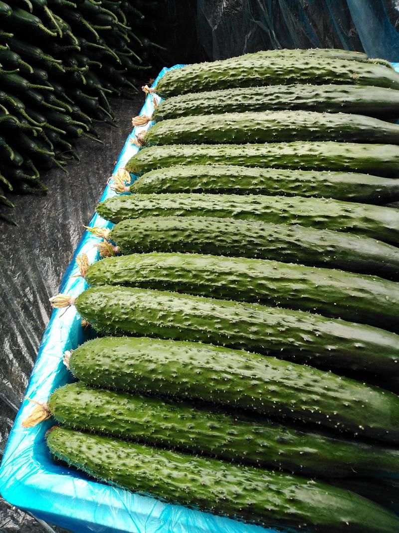 山东黄瓜精品密刺黄瓜，中条小条黄瓜大量上市，对接商超市场
