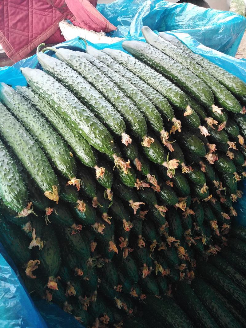 山东黄瓜精品密刺黄瓜，中条小条黄瓜大量上市，对接商超市场