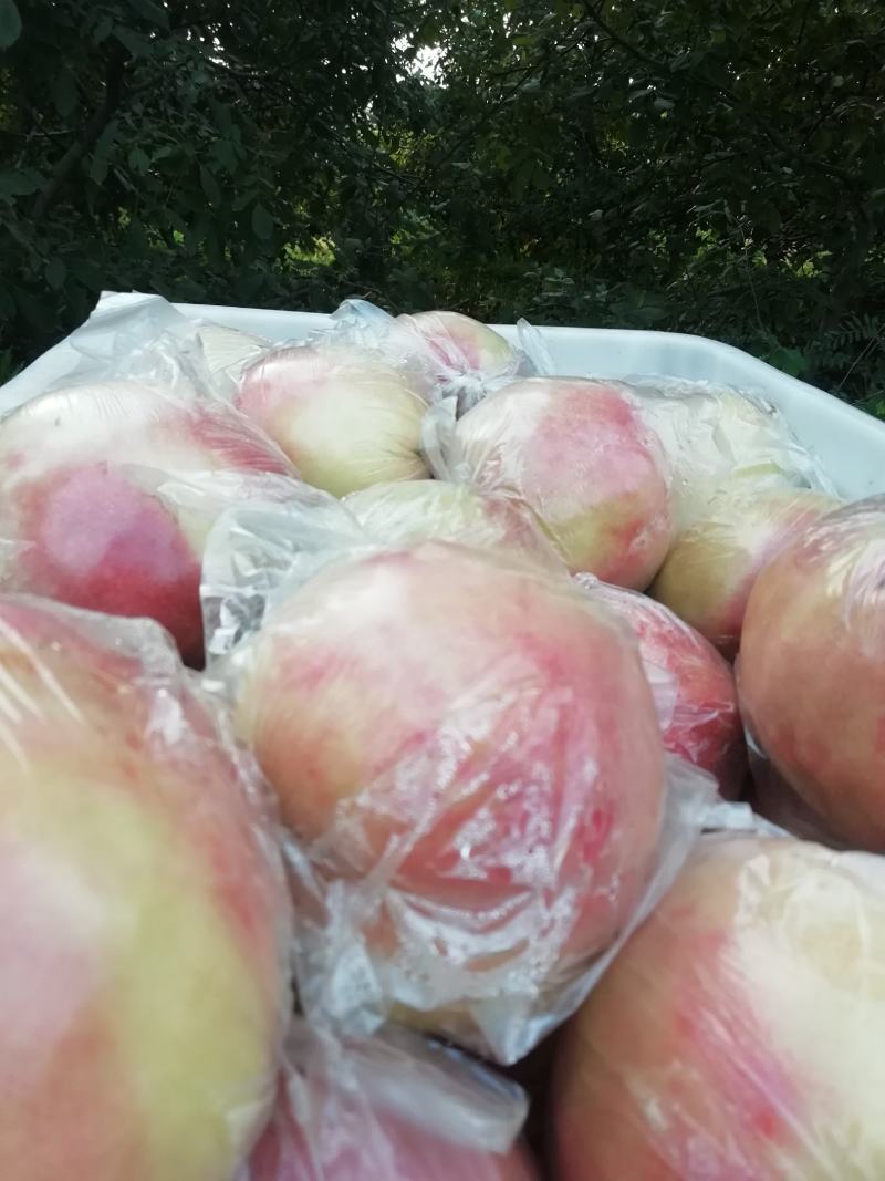 位于灵宝市高坡毛桃大量止市，欢迊你和我兴期合作市中。