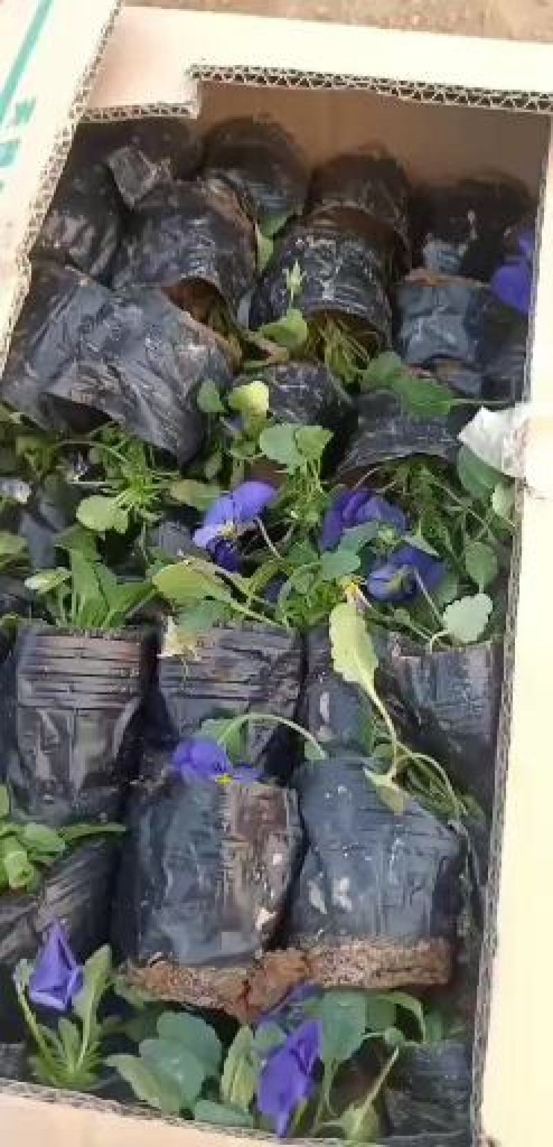 三色堇角堇基地直供量大从优