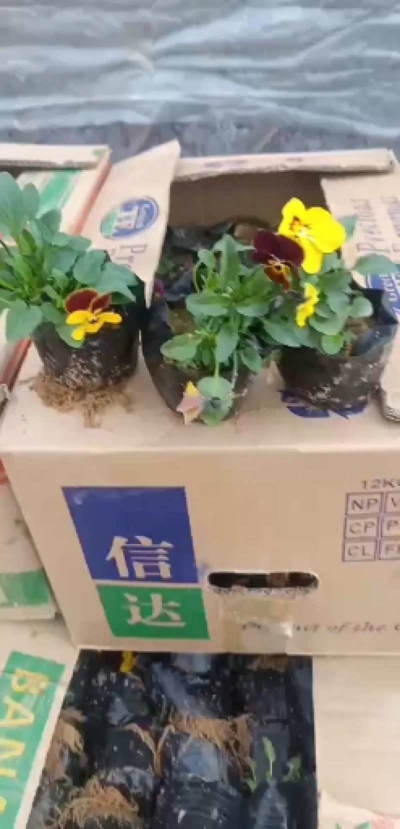 三色堇角堇基地直供量大从优