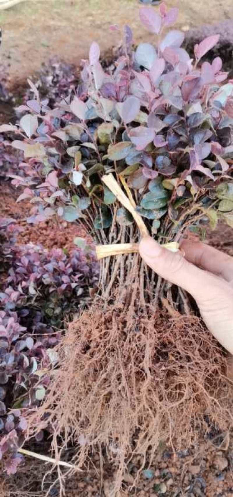 长期大量供应红继木扦插苗，毛杜鹃，黄杨苗，四季桂，桅子花