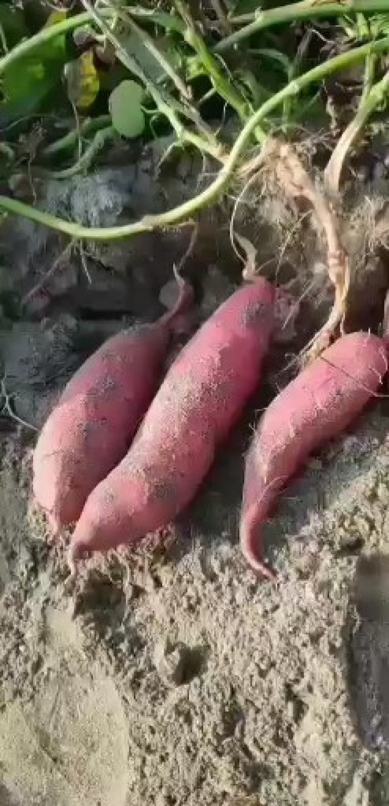 西瓜红，红薯，蜜薯，沙地地瓜
