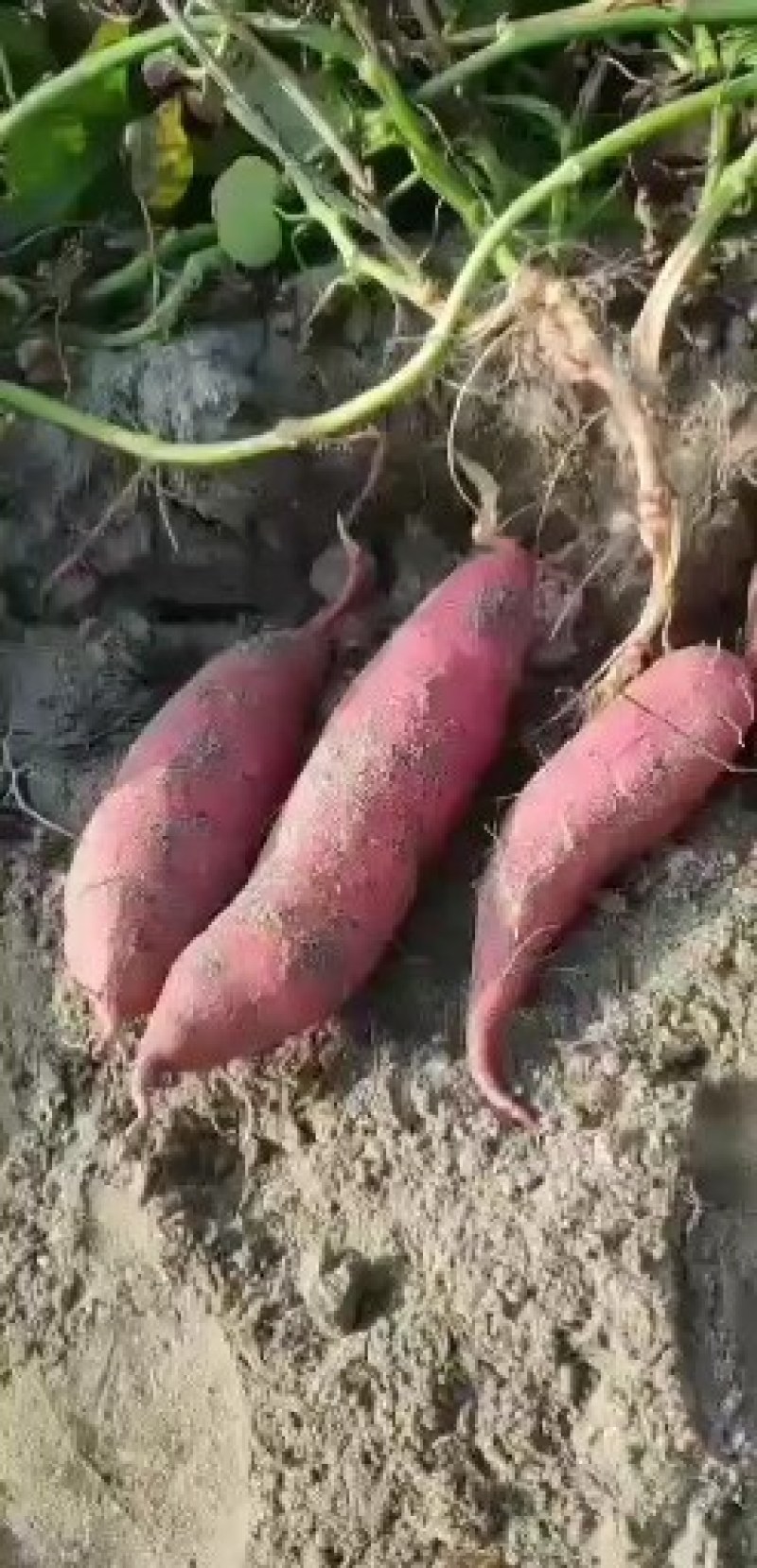 西瓜红，红薯，蜜薯，沙地地瓜