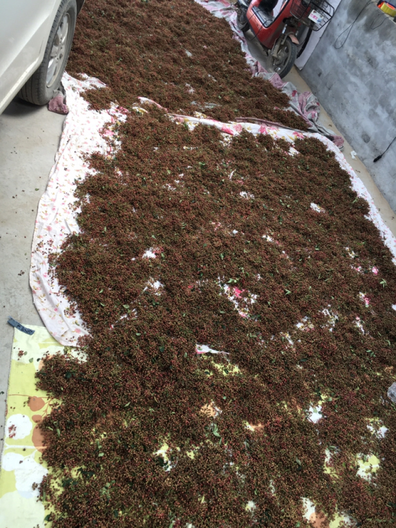 新鲜花椒，特色花椒，医药用，食用！