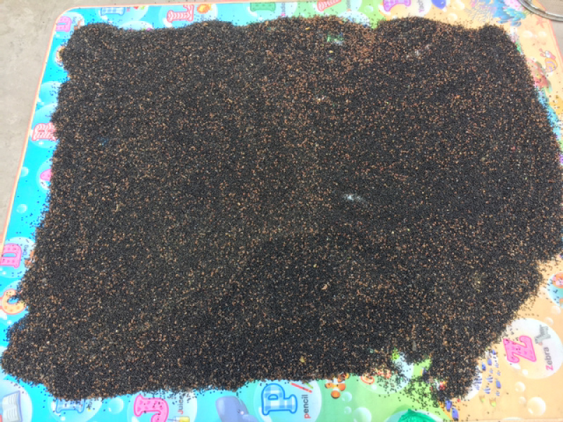 新鲜花椒，特色花椒，医药用，食用！