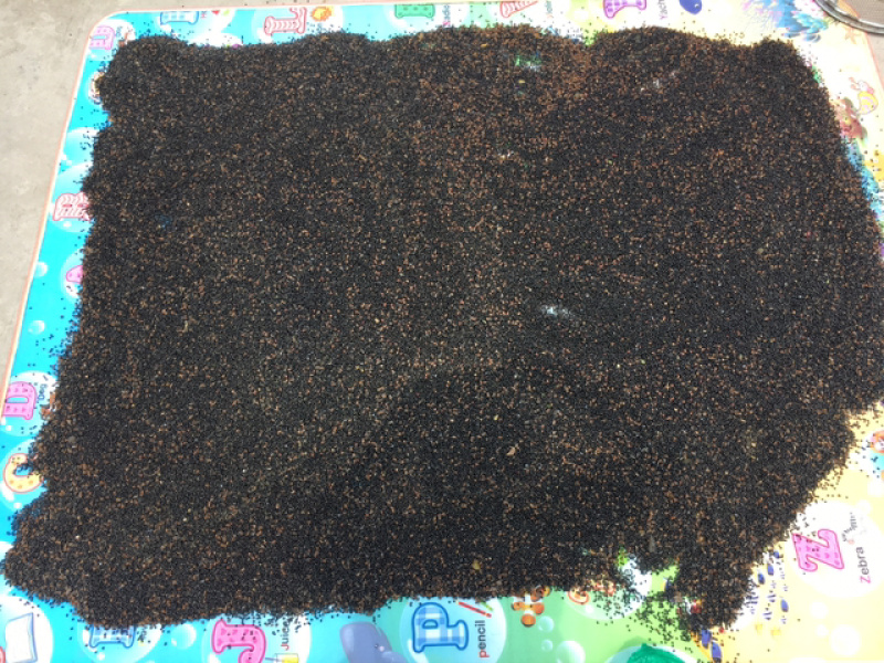 新鲜花椒，特色花椒，医药用，食用！