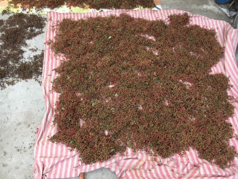 新鲜花椒，特色花椒，医药用，食用！