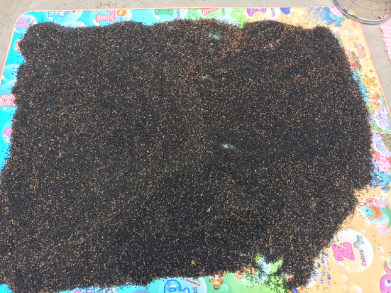 新鲜花椒，特色花椒，医药用，食用！
