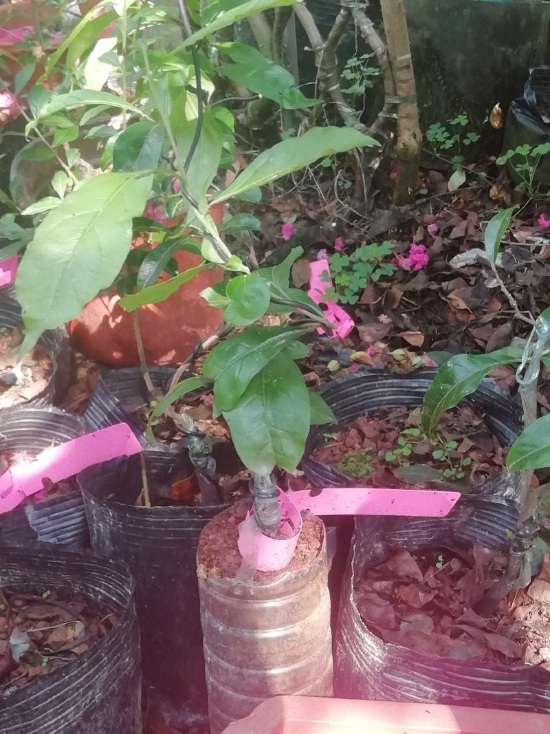 山茶花:黑魔法，种植户基地直销