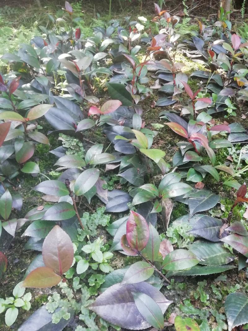 山茶花:黑魔法，种植户基地直销