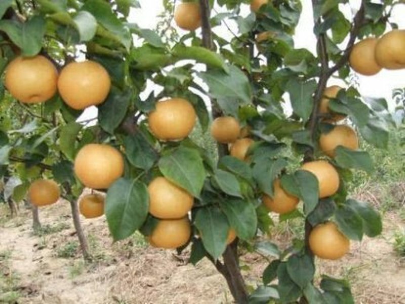 梨树梨树树苗大量供应皇冠黎苹果梨鸭梨梨树大量出售