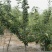 梨树梨树树苗大量供应皇冠黎苹果梨鸭梨梨树大量出售