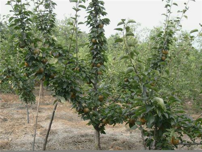 梨树梨树树苗大量供应皇冠黎苹果梨鸭梨梨树大量出售