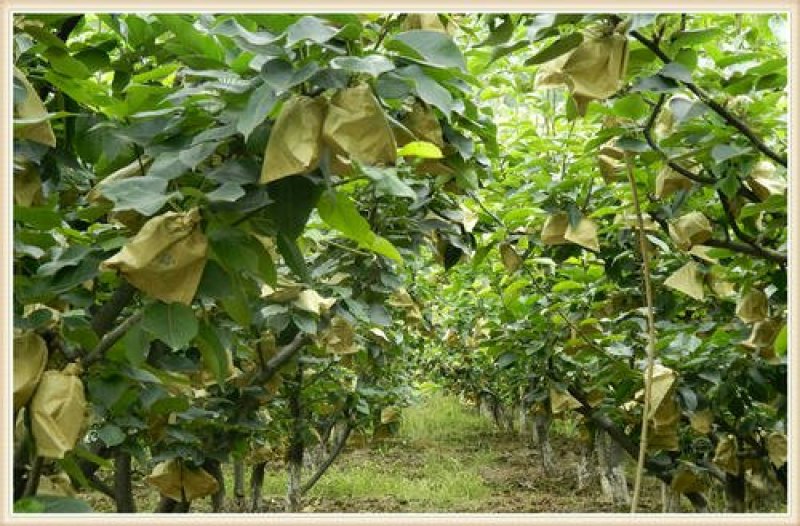 梨树梨树树苗大量供应皇冠黎苹果梨鸭梨梨树大量出售