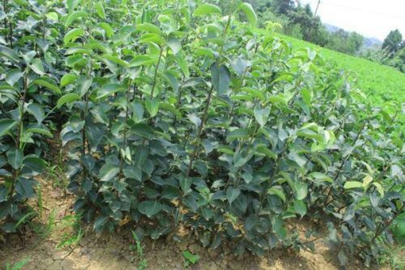 梨树梨树树苗大量供应皇冠黎苹果梨鸭梨梨树大量出售