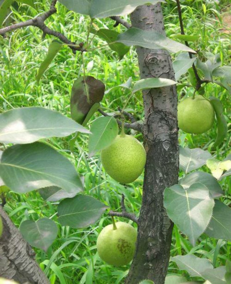 梨树梨树树苗大量供应皇冠黎苹果梨鸭梨梨树大量出售