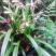 山茶花:黑魔法，种植户基地直销