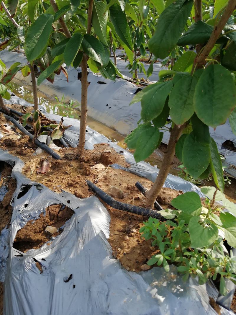樱桃树苗3年80cm以上一年苗二年苗三年苗保品种量大