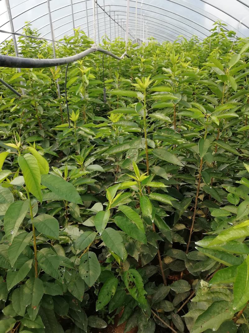 樱桃树苗3年80cm以上一年苗二年苗三年苗保品种量大
