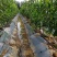 樱桃树苗3年80cm以上一年苗二年苗三年苗保品种量大