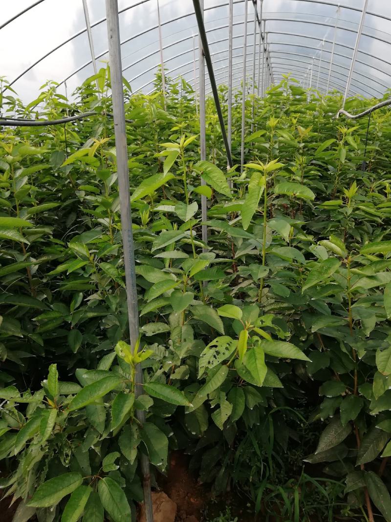 樱桃树苗3年80cm以上一年苗二年苗三年苗保品种量大