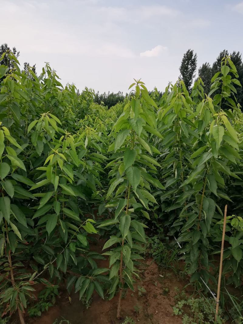 樱桃树苗3年80cm以上一年苗二年苗三年苗保品种量大