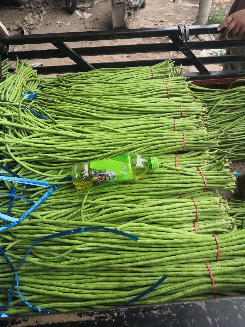 精品长豆角产地直销商超电商加工厂发货全国