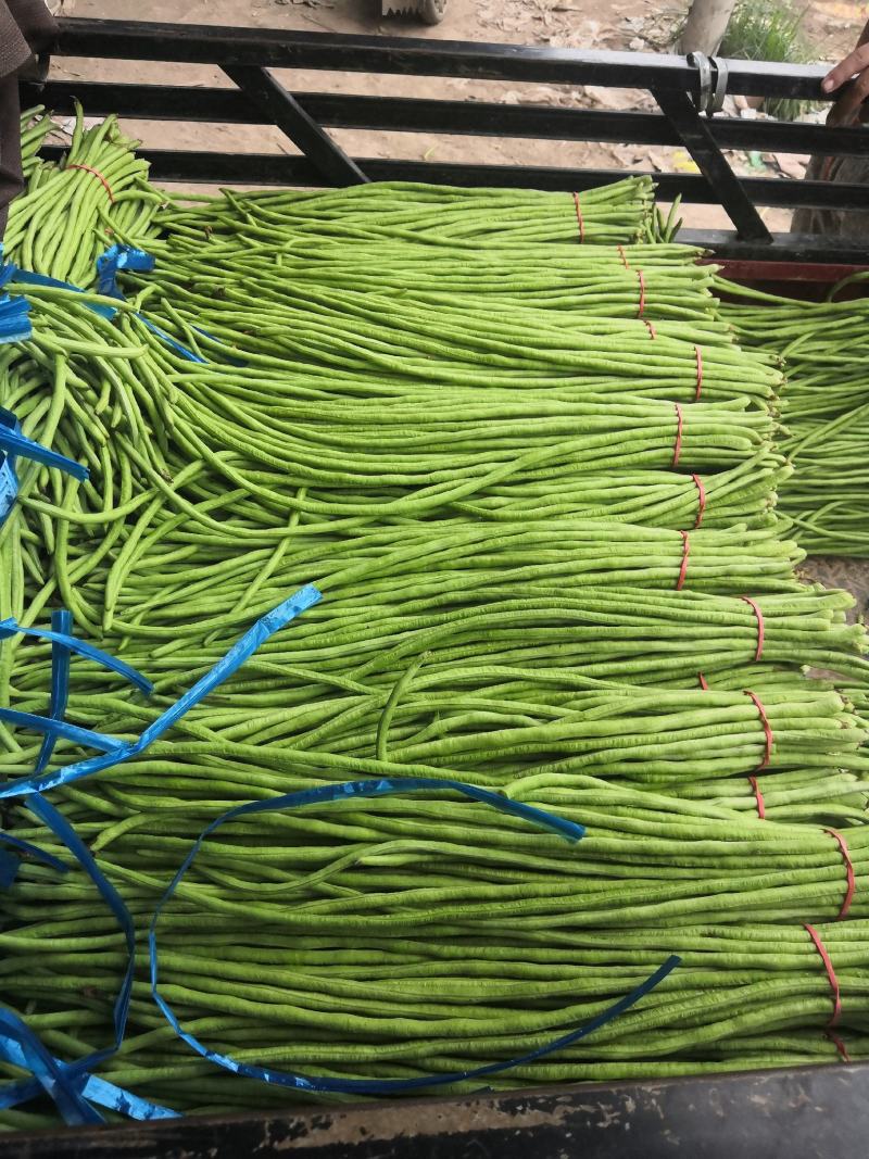 精品长豆角产地直销商超电商加工厂发货全国