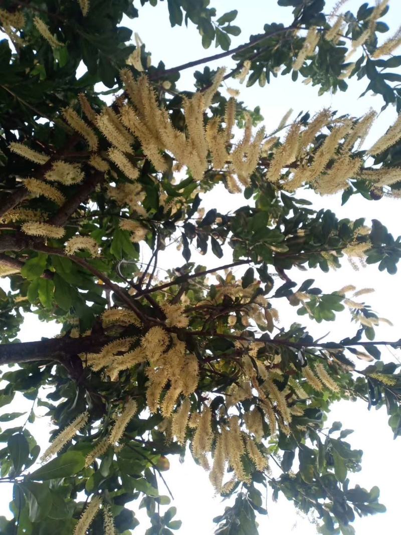坚果云南坚果《夏威夷果》