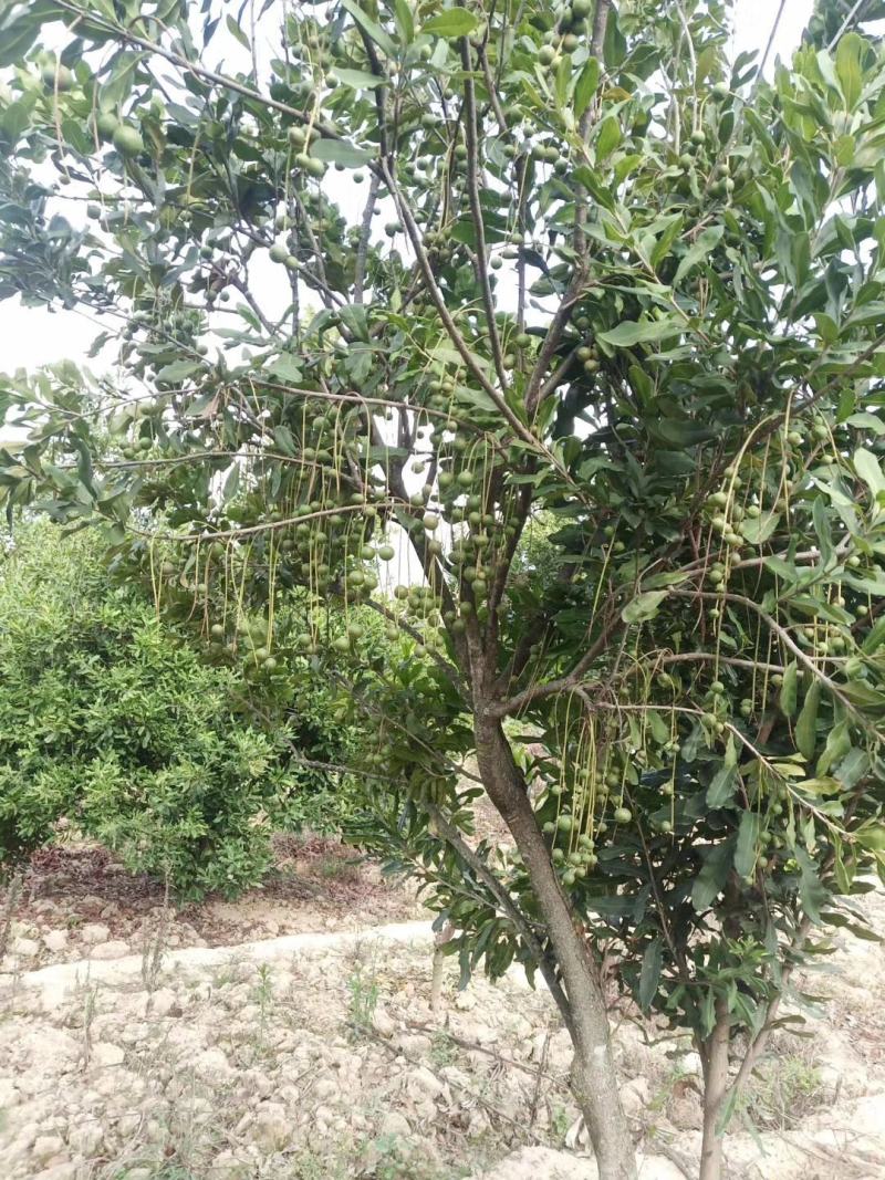 坚果云南坚果《夏威夷果》