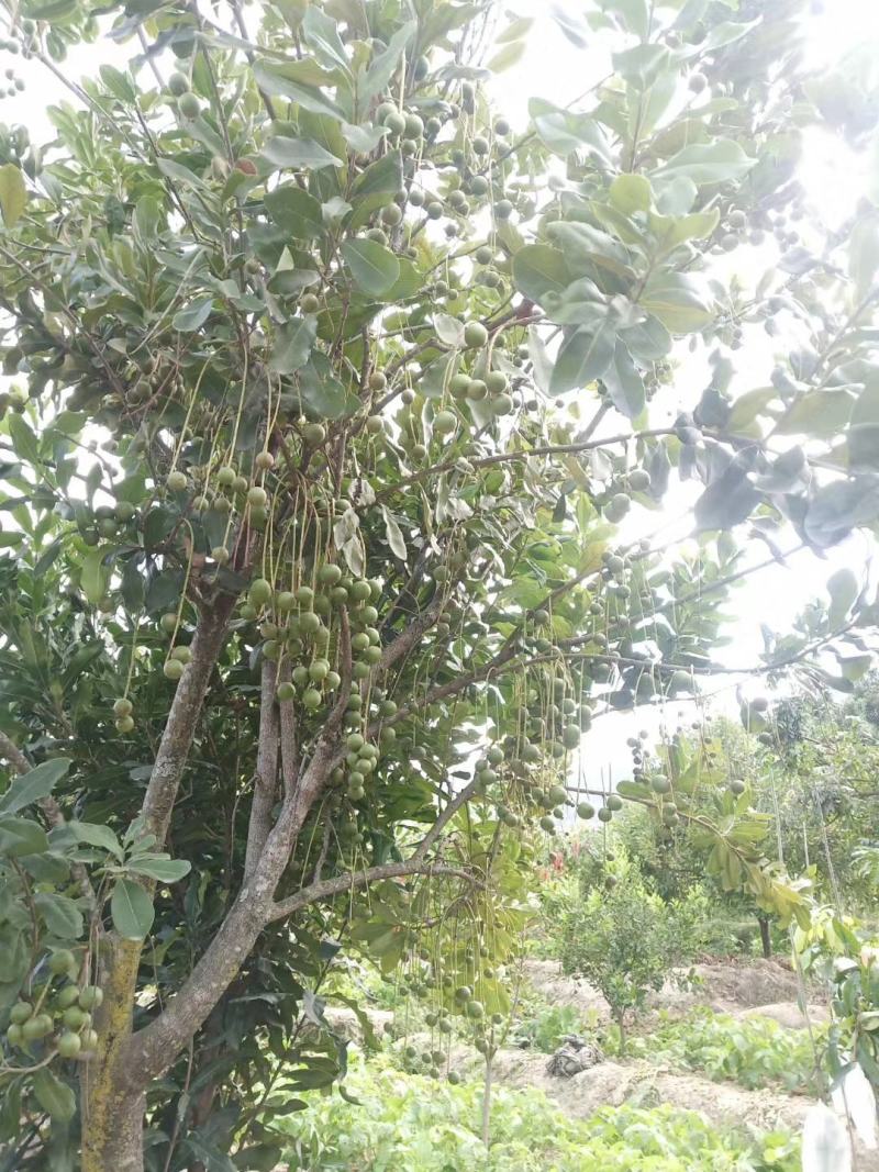 坚果云南坚果《夏威夷果》