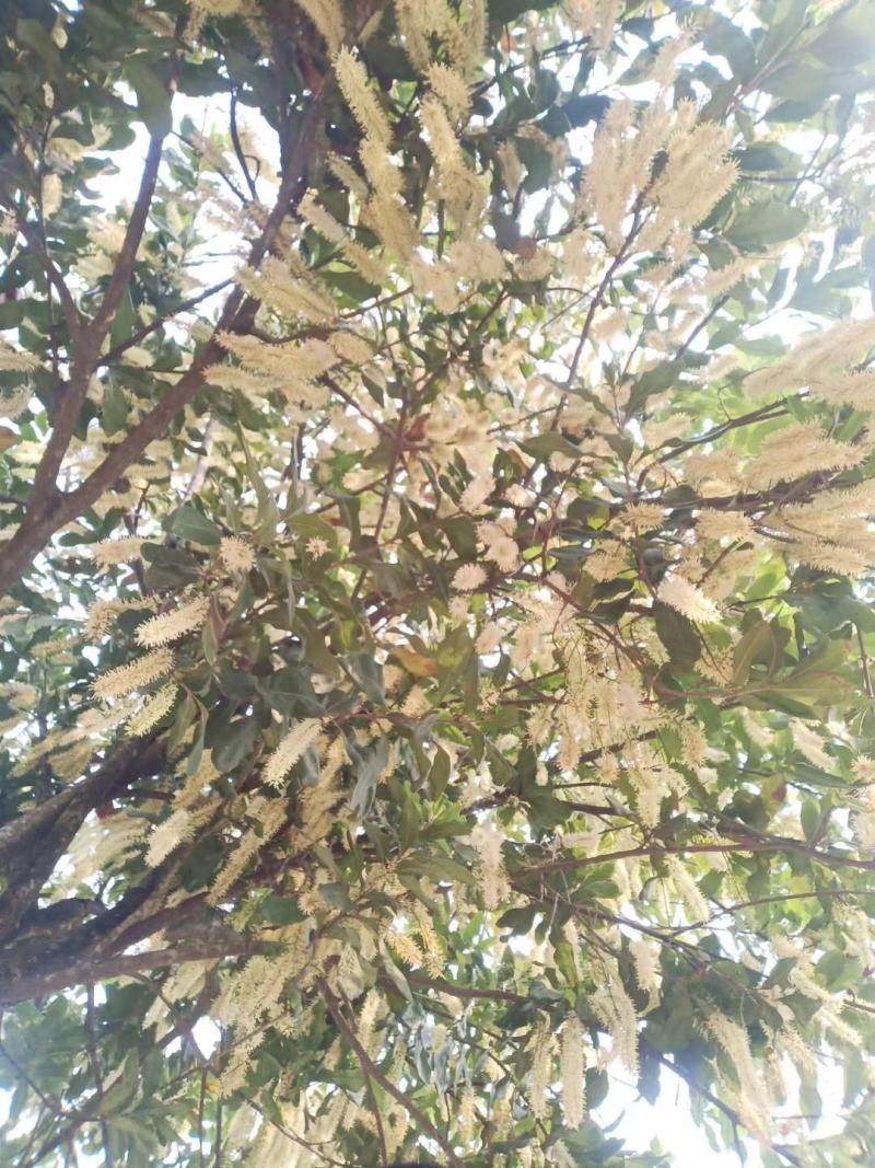 坚果云南坚果《夏威夷果》
