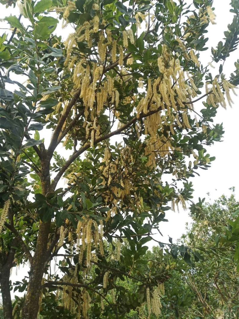 坚果云南坚果《夏威夷果》