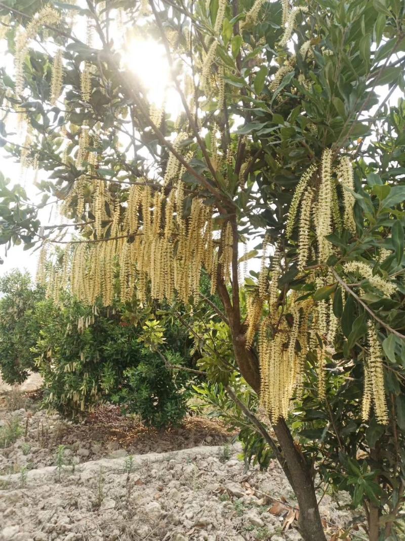 坚果云南坚果《夏威夷果》