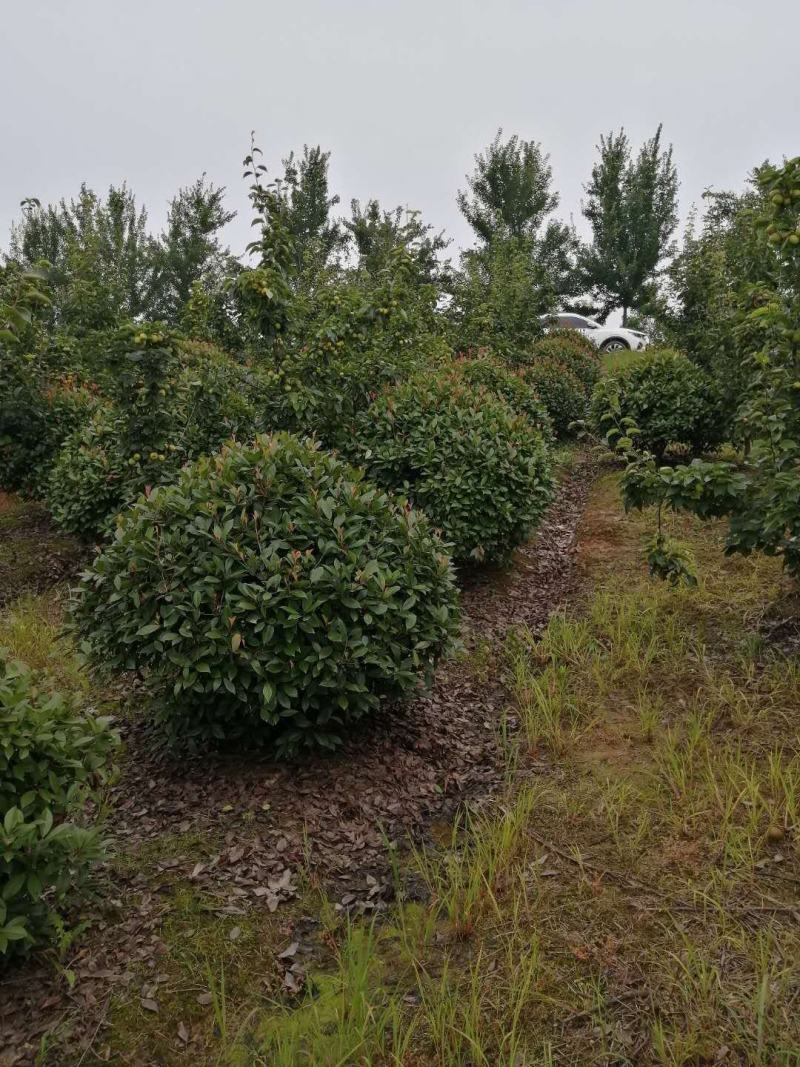苗圃大量供应红叶石楠球，大小规格齐全，欢迎新老客户订购，
