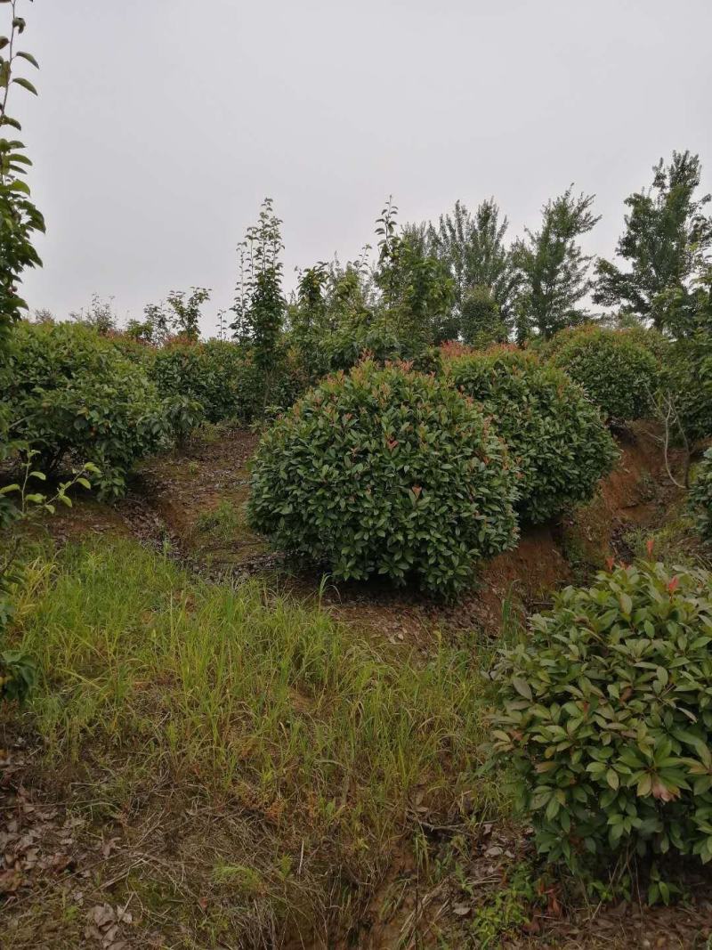 苗圃大量供应红叶石楠球，大小规格齐全，欢迎新老客户订购，
