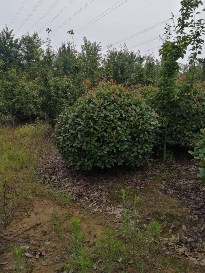 苗圃大量供应红叶石楠球，大小规格齐全，欢迎新老客户订购，