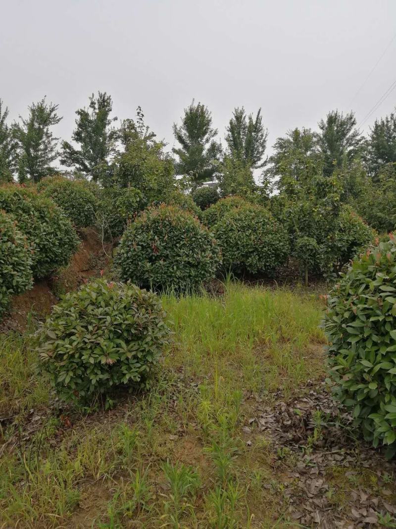 苗圃大量供应红叶石楠球，大小规格齐全，欢迎新老客户订购，