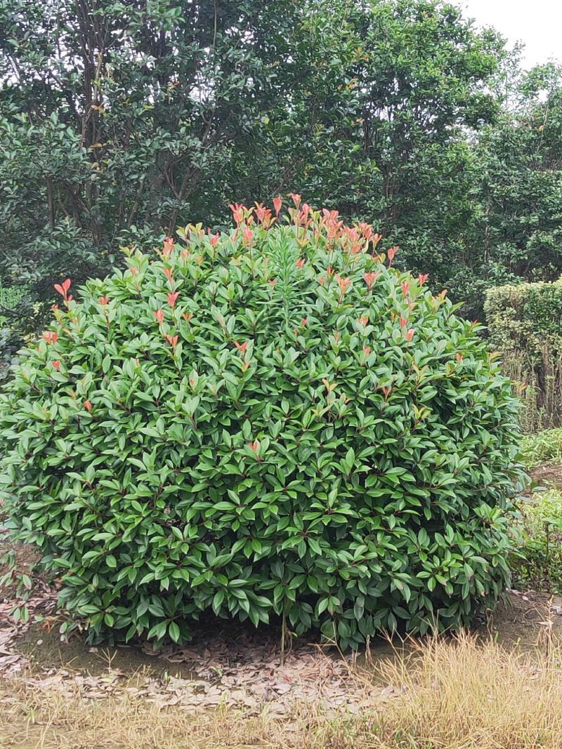 苗圃大量供应红叶石楠球，大小规格齐全，欢迎新老客户订购，