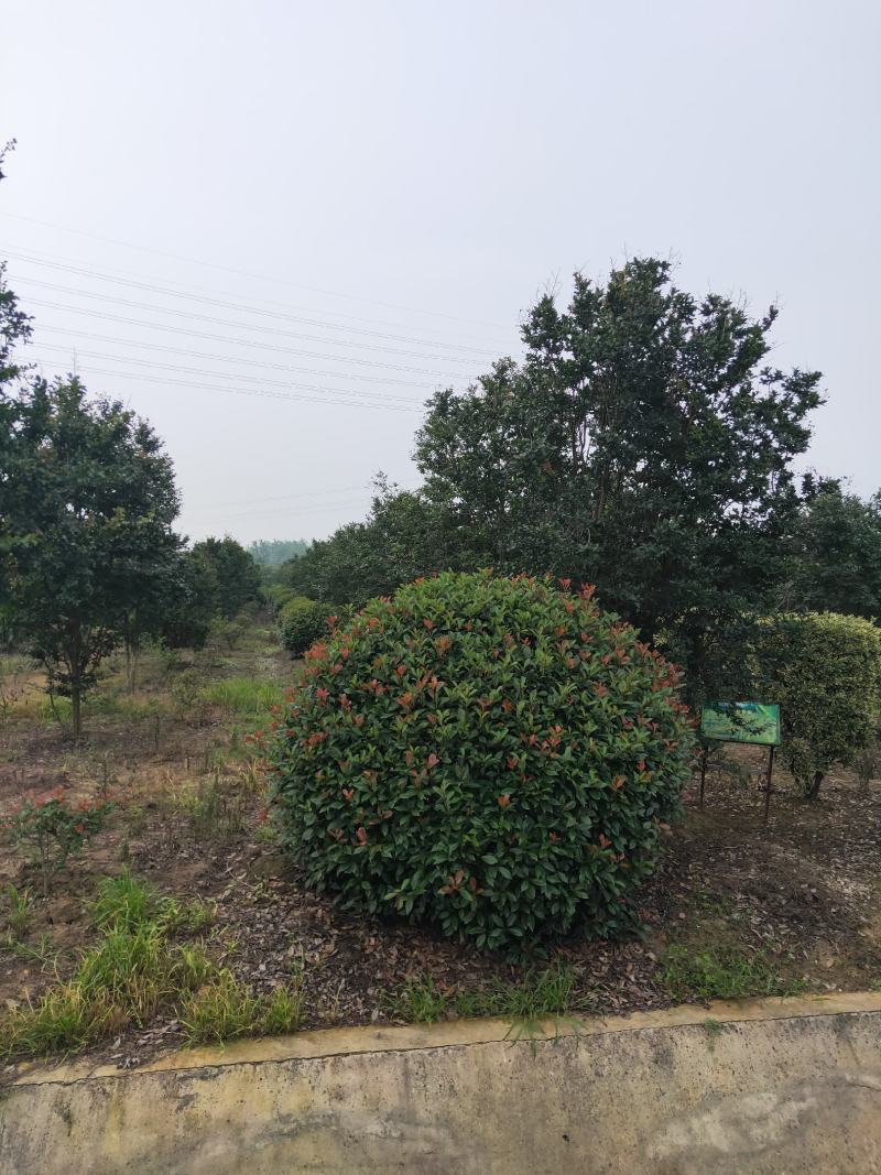 苗圃大量供应红叶石楠球，大小规格齐全，欢迎新老客户订购，