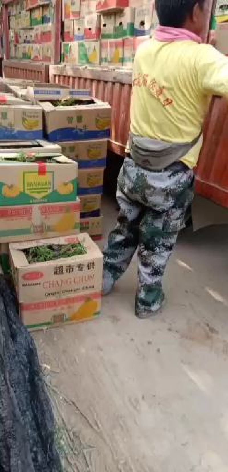 紫菀一手货源量大从优