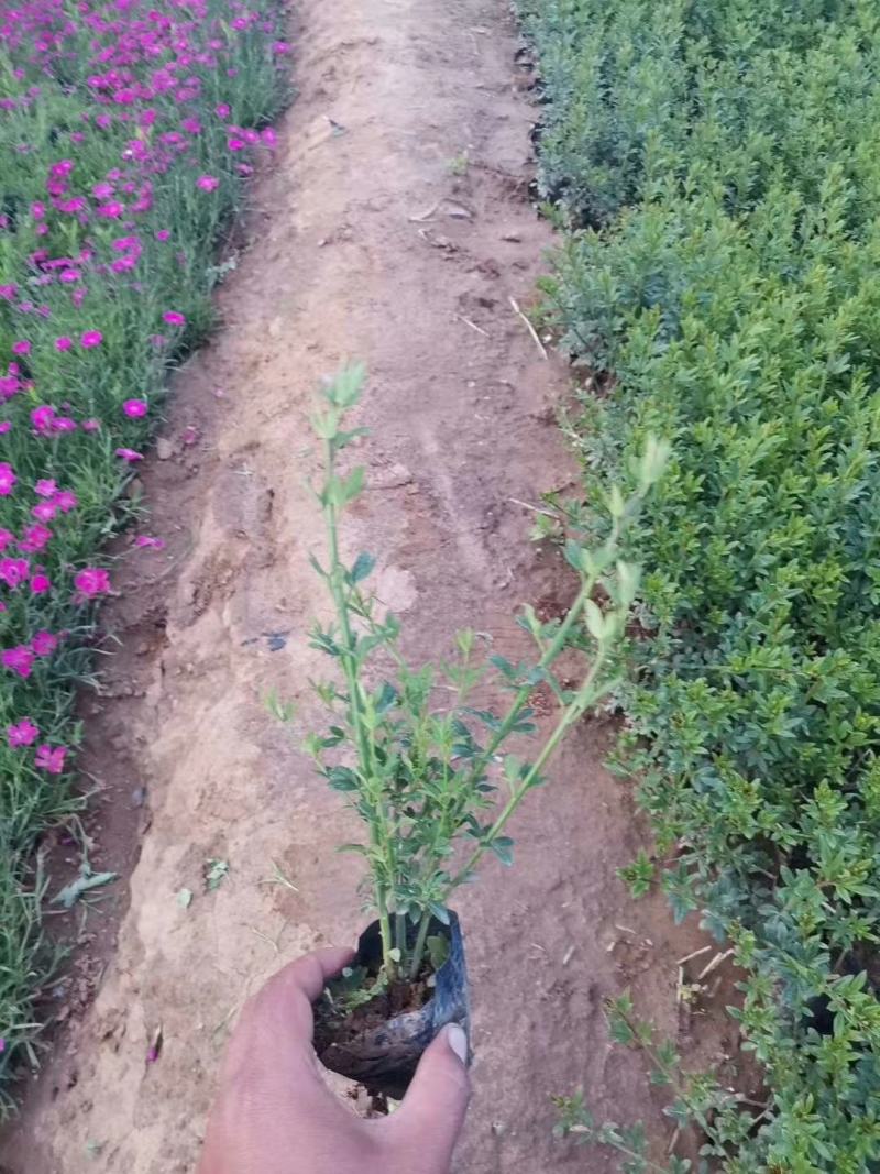 紫菀一手货源量大从优