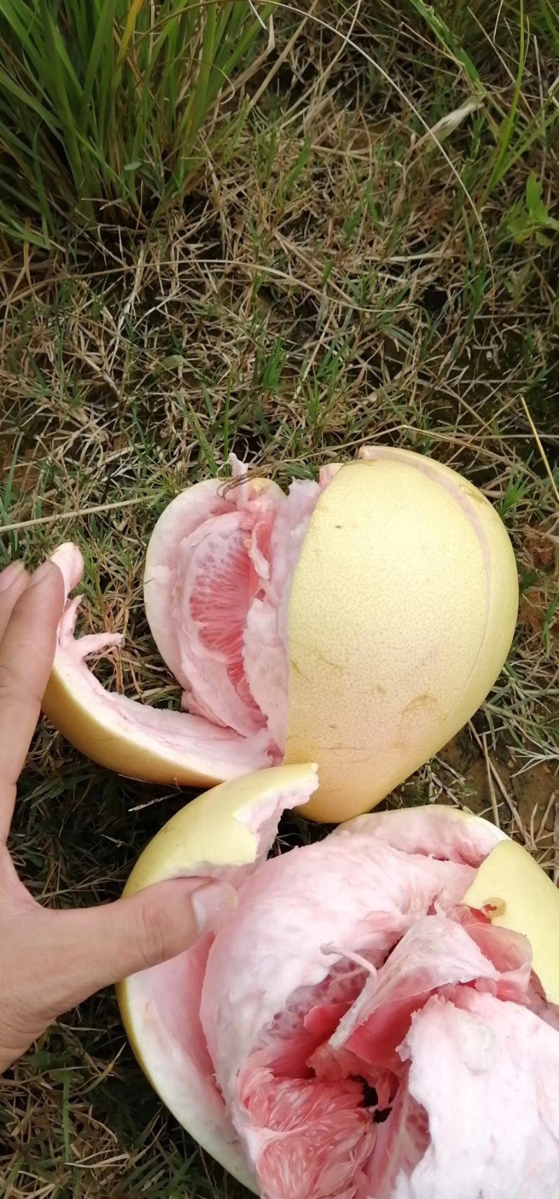 三红蜜柚大基地大量上市，一个圆子一百多万斤
